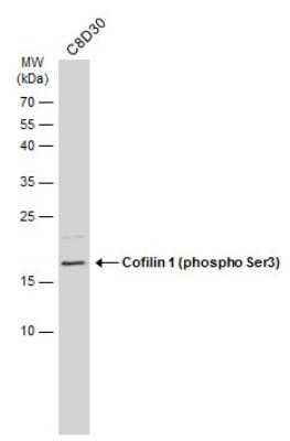 Western Blot: Cofilin [p Ser3] Antibody [NBP3-13302] - Whole cell extract (30 ug) was separated by 15% SDS-PAGE, and the membrane was blotted with Cofilin (phospho Ser3) antibody (NBP3-13302) diluted at 1:500. The HRP-conjugated anti-rabbit IgG antibody (NBP2-19301) was used to detect the primary antibody.